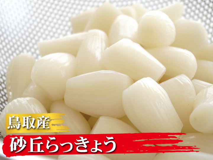 鳥取県産】らっきょう 2kg 洗いらっきょう 鳥取 らっきょ ラスト 1